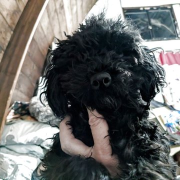トイプードル(トイ)【長野県・女の子・2025年5月28日・ブラック】の写真「明るく元気人懐こい子です」