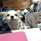 チワワ(ロング)【長野県・男の子・2025年5月22日・レッド&ホワイト】の写真1