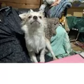 チワワ(ロング)