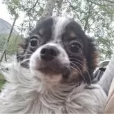 チワワ(ロング)