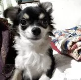 チワワ(ロング)