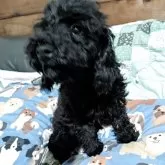 トイプードル(トイ)