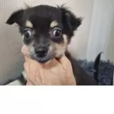 チワワ(ロング)