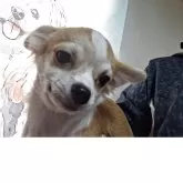 チワワ(ロング)