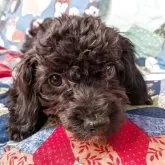 チワプー(チワワ×トイプードル)【長野県・男の子・2025年8月7日・ブラック】の写真1