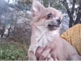 チワワ(ロング)