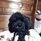 トイプードル(トイ)