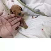 トイプードル(トイ)