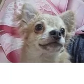 チワワ(ロング)