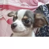 チワワ(ロング)