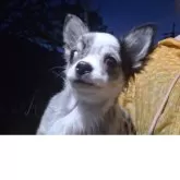 チワワ(ロング)