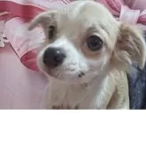 チワワ(ロング)