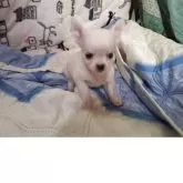 チワワ(ロング)