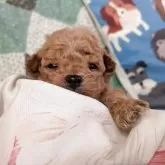 タイニープードル