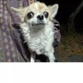 チワワ(ロング)