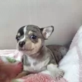 チワワ(スムース)