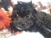 チワプー(チワワ×トイプードル)【長野県・男の子・2025年8月7日・ブラック】の写真2