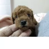 タイニープードル【長野県・女の子・2026年2月17日・レッド】の写真2