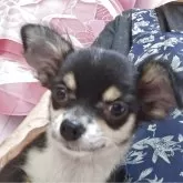 チワワ(ロング)【長野県・男の子・2025年5月6日・ブラックタンホワイト】の写真2