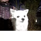 チワワ(ロング)【長野県・女の子・2025年5月22日・クリーム】の写真2