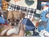 チワワ(ロング)【長野県・女の子・2025年3月18日・レッド&ホワイト】の写真3