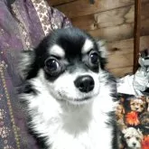 チワワ(ロング)【長野県・男の子・2025年5月6日・ブラックタンホワイト】の写真4