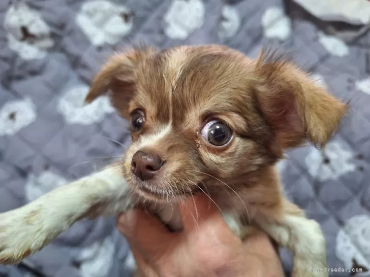 TY テリア？ ブラウン 犬 ぬいぐるみ 1996 （ヨーデルズ