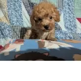 ティーカッププードル【長野県・女の子・2025年12月11日・アプリコット】の写真5