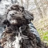 チワプー(チワワ×トイプードル)【長野県・男の子・2025年8月7日・ブラック】の写真5