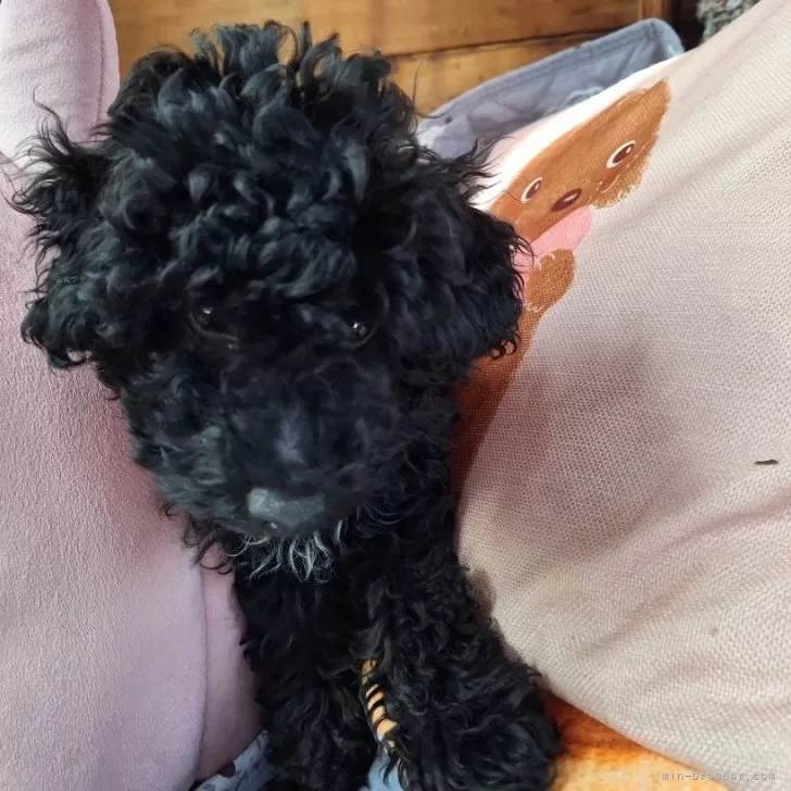 さみこ 様のお迎えした子犬