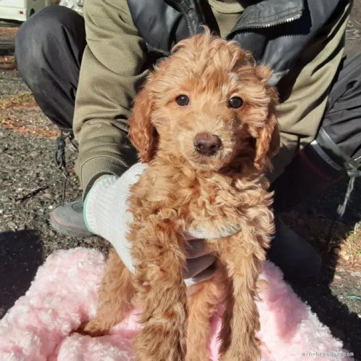 ID：2311-02937の子犬