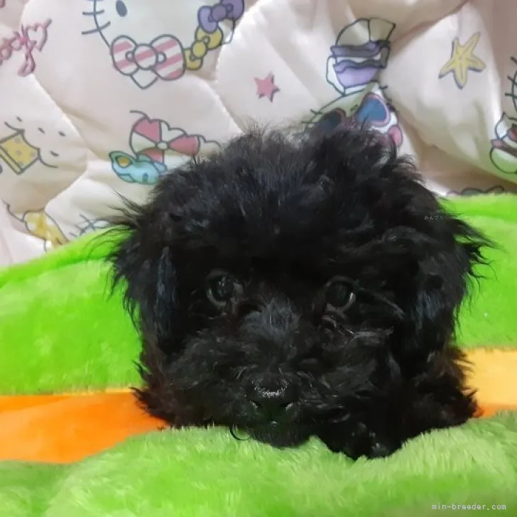 ID：2311-02919の子犬