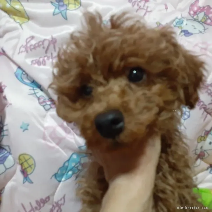 IU 様のお迎えした子犬