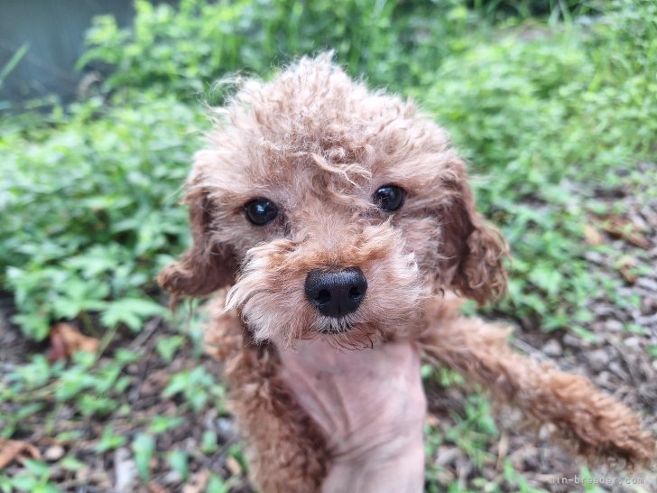 ティーカッププードル【・男の子・2021年7月31日・アプリコット】