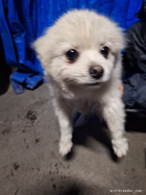 ポメラニアン【・男の子・2017年12月5日・クリーム】