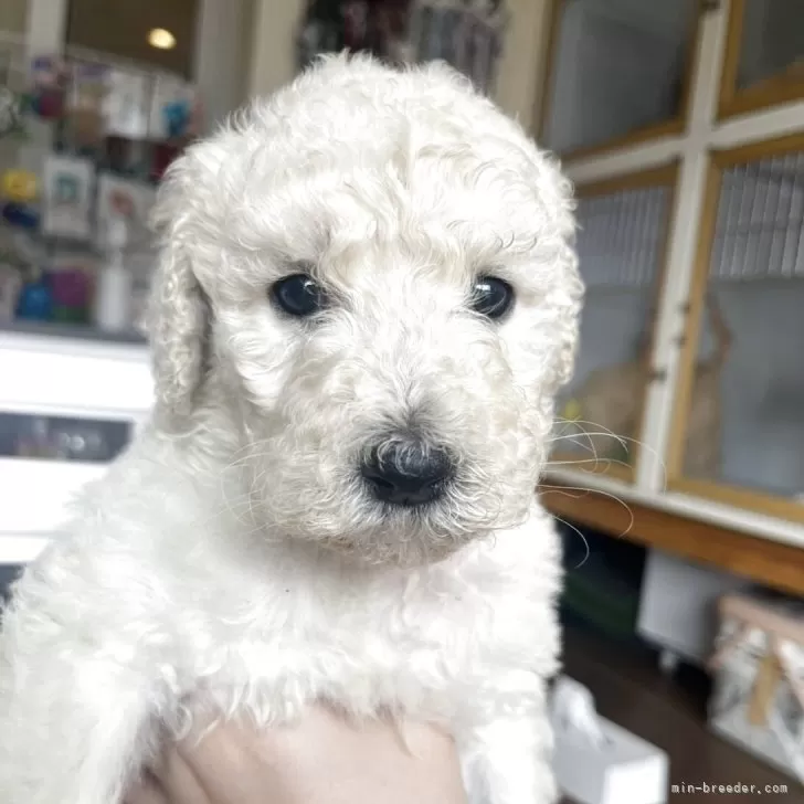 ちーぼ 様のお迎えした子犬