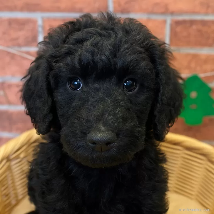 スタンダードプードル【北海道・女の子・2025年9月28日・ブラック】の写真1「ごはんをたくさん食べてすくすく成長中😊」