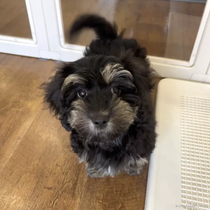 ID：2509-06261の子犬