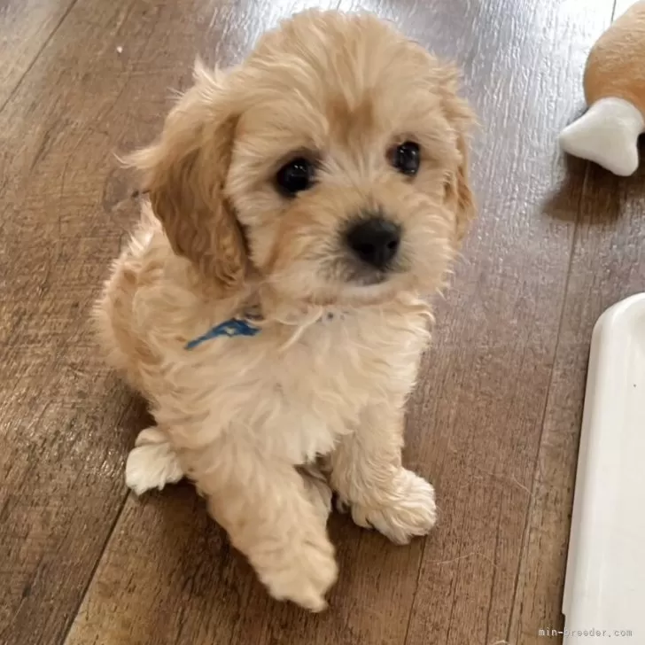 S.K 様のお迎えした子犬