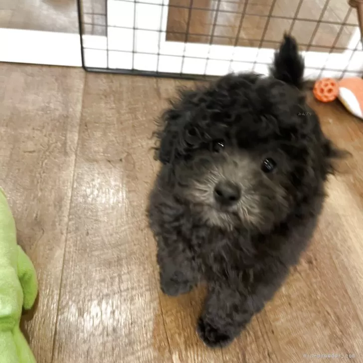 ID：2504-06865の子犬