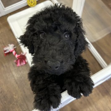 スタンダードプードル【北海道・男の子・2025年9月28日・ブラック】の写真「人が大好きで甘えん坊な男の子⭐️」