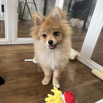 ポメラニアン【北海道・女の子・2025年5月31日・オレンジ】の写真「綺麗な毛色で姉妹の中でもポッチャリ体型」