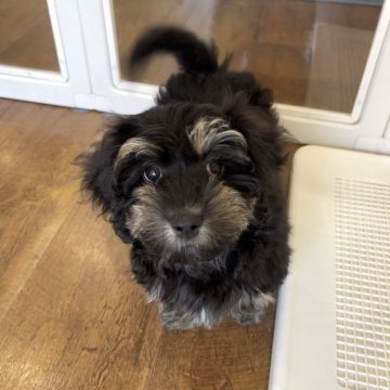 【北海道・女の子・2025年7月16日・ブラック&タン】の写真「マロまゆ毛の可愛い子ちゃん」