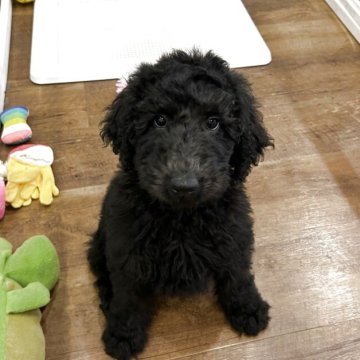 スタンダードプードル【北海道・男の子・2025年9月28日・ブラック】の写真「明るく元気なムチムチボディの男の子💜」