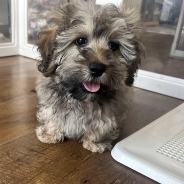 【北海道・男の子・2025年7月16日・シェーデッドクリーム】の写真「優しくおっとり系の男の子💚」