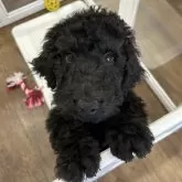 スタンダードプードル【北海道・男の子・2025年9月28日・ブラック】の写真1