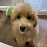 トイプードル(トイ)