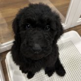 スタンダードプードル