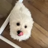 ビションフリーゼ【北海道・女の子・2025年4月22日・ホワイト】の写真9