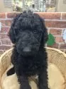 スタンダードプードル【北海道・女の子・2025年9月28日・ブラック】の写真2